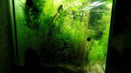 aquarium-von-daniel-gall-jungle-underwater_Seitenansicht