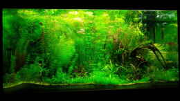 aquarium-von-daniel-gall-jungle-underwater_Jungle Underwater