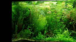 aquarium-von-daniel-gall-jungle-underwater_vorne links