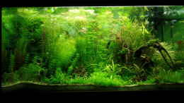 aquarium-von-daniel-gall-jungle-underwater_vorne
