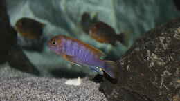 aquarium-von-juergen-hubral-lake-malawi_Labidochromis sp. Hongi