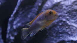 aquarium-von-juergen-hubral-lake-malawi_Labidochromis sp. Hongi