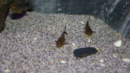 aquarium-von-juergen-hubral-lake-malawi_Synodontis Petricola