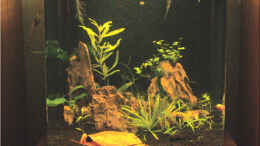 aquarium-von-hotwheelz-30-liter-tiger-und-garnelen_mit dem neuen Licht