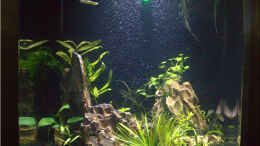 aquarium-von-hotwheelz-30-liter-tiger-und-garnelen_1. Woche