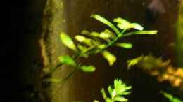 aquarium-von-rene-leubecher-becken-3127_Am Filter wächst es sich gut