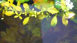 aquarium-von-rene-leubecher-becken-3127_Dieser Zweig wuchs aus dem Mattenfilter aus einem kleine Spr