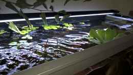 Aquarium einrichten mit Abtrocknender Buchenzweig / Muschelblume