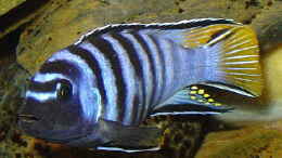 aquarium-von-andrea-wendel-becken-313_Pseudotropeus elongatus mpanga Bock