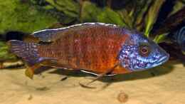 Aquarium einrichten mit Aulonocara red rubin männlich