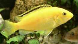 Aquarium einrichten mit Labidochromis caerlueus Yellow- Weib