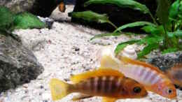aquarium-von-junger-aquarianer-klein-afrika_das schönste Paar