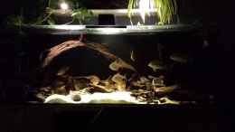 aquarium-von-nrw-southamerican-wood_Argenteus cut throat