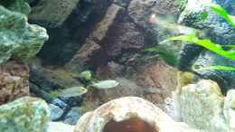 aquarium-von-malawi-zuerich-mein-erstes-aquarium_Die Mbambas, eine Stunde nach dem Einsetzen, zusammen Auskun