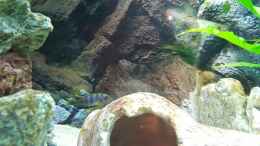 aquarium-von-malawi-zuerich-mein-erstes-aquarium_Labidochromis Mbamba eine Stunde nach dem Einsetzen