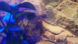 aquarium-von-malawi-zuerich-mein-erstes-aquarium_Labidochromis Caeruleus yellow, Männchen und Weibchen