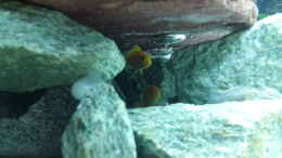 aquarium-von-malawi-zuerich-mein-erstes-aquarium_Wenig später 2 der 3 Yellow Weibchen