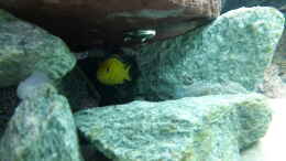 aquarium-von-malawi-zuerich-mein-erstes-aquarium_Das Yellow Männchen