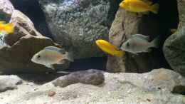 aquarium-von-branjo-branjo-bay-lake-nyassa_Plac. sp. Jalo Reef + Lab. caeruleus