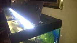 aquarium-von-schuemic-rio400-sl-scapinglight_ScapingLight im Juwel Deckel