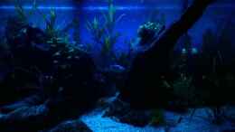 aquarium-von-schuemic-rio400-sl-scapinglight_Rio400 SL bei Nacht