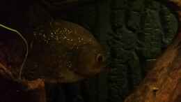aquarium-von-nrw-serrasalmus---the-one-and-lonely_golden beauty