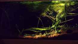 aquarium-von-nrw-serrasalmus---the-one-and-lonely_7w led seitlich - sundown