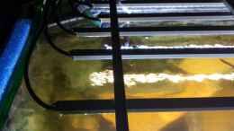 aquarium-von-copplepot-lord-schwerpunkt-suedamerika_fertig installierte LED-Leisten im Einsatz