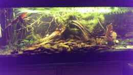 aquarium-von-niklas125-dornaugenbiotop_Beleuchtung hochgedreht