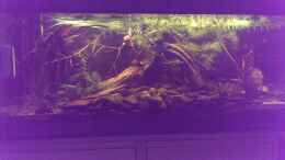 aquarium-von-niklas125-dornaugenbiotop_Aquarium mit normaler Beleuchtung 10.01.14