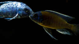 aquarium-von-ajakandi-big-bang-malawi_Copadichromis borleyi Kadango zusammen mit einem (unscharfen