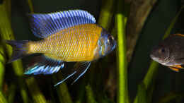 aquarium-von-ajakandi-big-bang-malawi_Copadichromis borleyi Kadango .. Begegnung :-) ... 