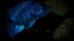 aquarium-von-ajakandi-big-bang-malawi_Placidochromis phenochilus Tanzania