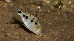 aquarium-von-ajakandi-big-bang-malawi_Fossorochromis rostratus .. so jung, aber er durchpflügt de