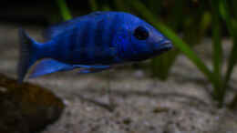 aquarium-von-ajakandi-big-bang-malawi_Placidochromis phenochilus Tanzania..ohne Blitz in abendli