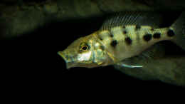 aquarium-von-ajakandi-big-bang-malawi_ein Jungtier der Art Fossorochromis rostratus