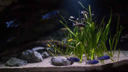 aquarium-von-ajakandi-big-bang-malawi_kleine RZ Module in der Uferzone ....