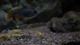 aquarium-von-ajakandi-big-bang-malawi_mini Copadichromis borleyi Kadango red fin kurz vorm sch