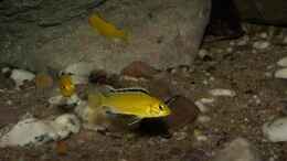 aquarium-von-ajakandi-big-bang-malawi_ein Labidochromis caeruleus in der Felszone - mittlerer bis 