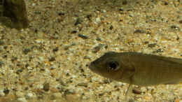 aquarium-von-ajakandi-big-bang-malawi_Astatotilapia calliptera thumbi east (Jungtier-w)