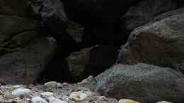 aquarium-von-ajakandi-big-bang-malawi_Die Felszone ... dunkel gehalten mit vielen Höhlen und Fels