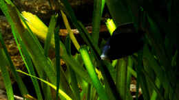 aquarium-von-ajakandi-big-bang-malawi_Placidochromis phenochilus Mdoka