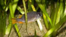aquarium-von-ajakandi-big-bang-malawi_Copadichromis borleyi Kadango (w) .. 