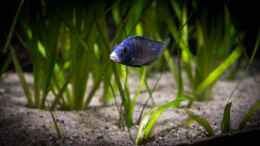 aquarium-von-ajakandi-big-bang-malawi_Placidochromis phenochilus Mdoka in der Uferzone ...