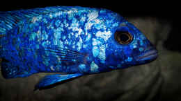 aquarium-von-ajakandi-big-bang-malawi_Placidochromis phenochilus Tanzania .. ein aktuelles Bild se