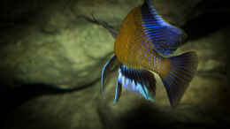 Aquarium einrichten mit Copadichromis borleyi Kadango ..heranwachsend aber