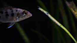 Aquarium einrichten mit Fossorochromis rostratus .. so spät und der Kleine