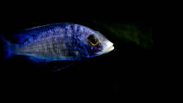 Aquarium einrichten mit Placidochromis phenochilus Mdoka