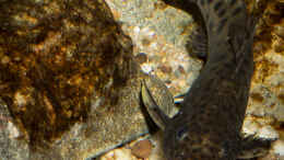 Aquarium einrichten mit Synodontis njassae ... so schwer zu fotografieren,