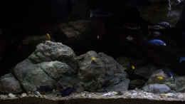 aquarium-von-ajakandi-big-bang-malawi_die gr. RZ Module in der Felszone ...
